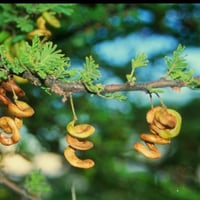 بذور شجرة السمر Acacia tortilis ssp