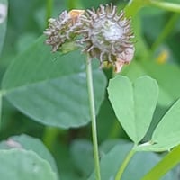 بذور شجرة النفل البري Trifolium arvense