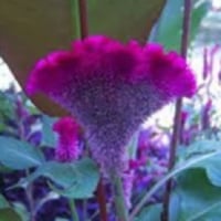 بذور زهرة عرف الديك Celosia argentea