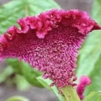 بذور زهرة عرف الديك Celosia argentea
