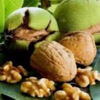بذور شجرة عين الجمل Juglans regia