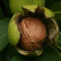 بذور شجرة عين الجمل Juglans regia