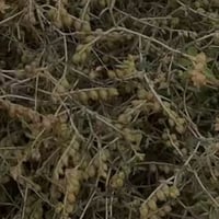بذور شجرة الرقروق البرية Helianthemum