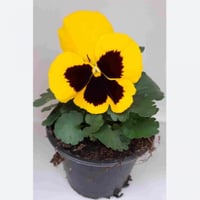 بذور زهرة البانسي pansy الصفراء