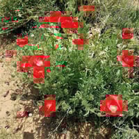 بذور زهرة الديدحان Anemone