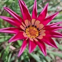 بذور زهرة جازانيا Gazania