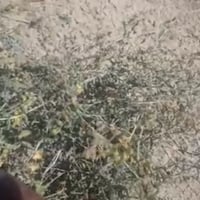 بذور شجرة الرقروق البرية Helianthemum
