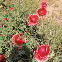 بذور زهرة الديدحان Anemone