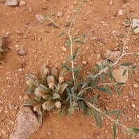 بذور شجرة الرقروق البرية Helianthemum