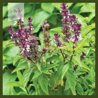 بذور شجرة الريحان Ocimum basilicum