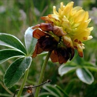 بذور شجرة النفل البري Trifolium arvense