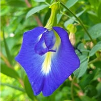 بذور شجرة الشاي الأزرق ( Clitoria ternatea