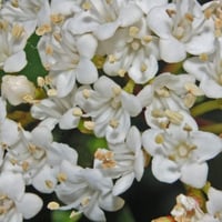 بذور شجرة أفلوس رباطية غارية ( Viburnum tinus)