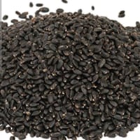 بذور شجرة الريحان Ocimum basilicum