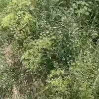 بذور عشبة الخزا البرية ducrosia anethifolia