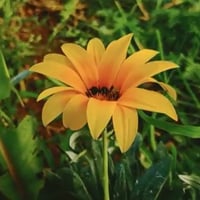 بذور زهرة جازانيا Gazania