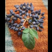 بذور شجرة أفلوس رباطية غارية ( Viburnum tinus)