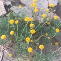 بذور نبات عشبة القراص او القريص البري Urtica Dioic...