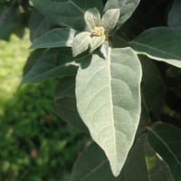 بذور شجرة أفلوس رباطية غارية ( Viburnum tinus)