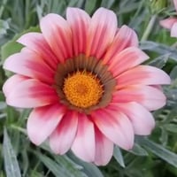 بذور زهرة جازانيا Gazania