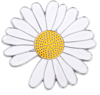 زهرة الأقحوان