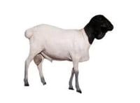 طليان بربري 15-17 ك