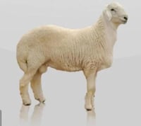 طلي هرفي 8-10كيلو