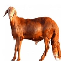 سواكني مربى ٢٦ ك