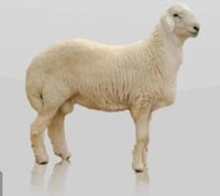 خروف حري (جبر فاخر )28كيلو (اضحيه)