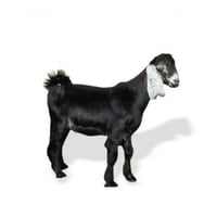 تيس عارضي بلدي 15-13 كيلو