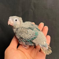 فرخ كنيور يلو تركواز