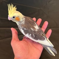 كروان هافي بايد