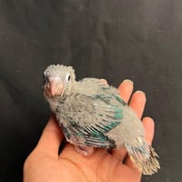 فرخ كنيور يلو تركواز