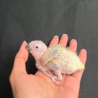 فرخ صن كنيور