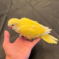 فرخ كويكر لاتينو