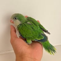 فرخ كويكر اخضر