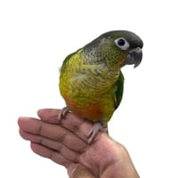 كنيور يلو سايد