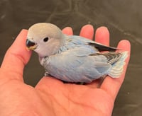 بلو اوبلاين