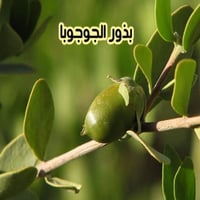 بذور الجوجوبا
