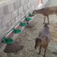 سقاية ذكية للأغنام والماعز - مشارب ماء عالية الجود...