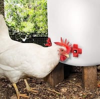 سقاية الدجاج الافقية الجانبية للشارب في الهواء الط...