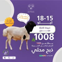 خروف بربري مرابي الأصلي 15-18 كيلو