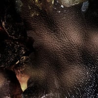 عطر بولغاري لو جيم فالكار للرجال - او دى بارفيوم 1...