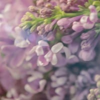 عطر قوتشي جيلتي بور فيم من قوتشي للنساء او دي بارف...