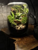 تيراريوم جدار الموس