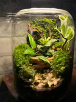 تيراريوم جدار الموس