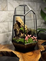 تيراريوم زاوية الحياة