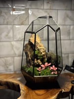 تيراريوم زاوية الحياة