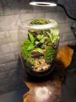 تيراريوم جدار الموس