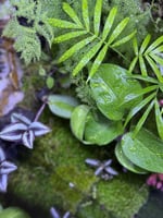 تانك تيراريوم غابات الامازون